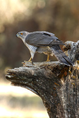 Tree years old male of Northern goshawk, Accipiter gentilis © Jesus