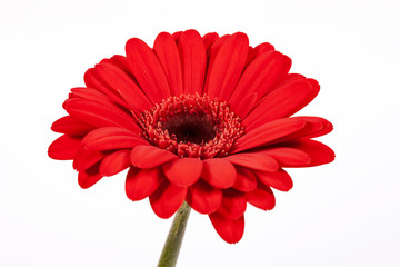 Red Gerbera flower closeup isolated on white background