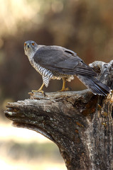 Tree years old male of Northern goshawk, Accipiter gentilis