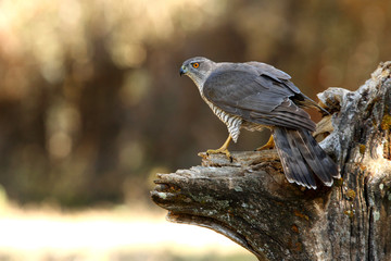 Tree years old male of Northern goshawk, Accipiter gentilis