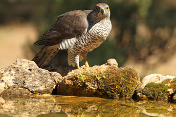 Tree years old male of Northern goshawk, Accipiter gentilis
