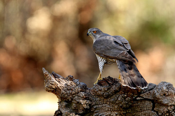 Tree years old male of Northern goshawk, Accipiter gentilis