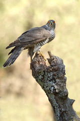 Tree years old male of Northern goshawk, Accipiter gentilis