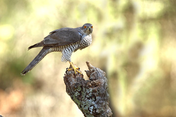 Tree years old male of Northern goshawk, Accipiter gentilis