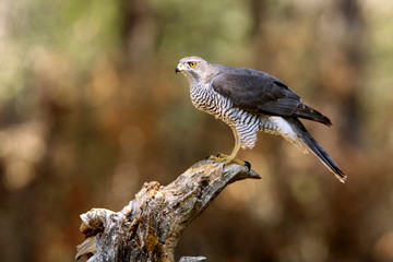 Northern goshawk. Accipiter gentilis