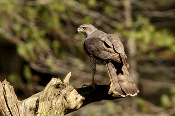 Tree years old male of Northern goshawk, Accipiter gentilis