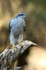 Adult male of Northern goshawk, Accipiter gentilis