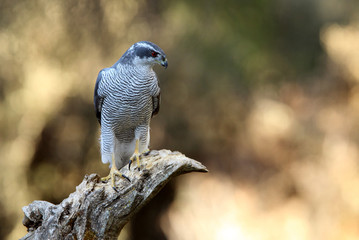 Adult male of Northern goshawk, Accipiter gentilis