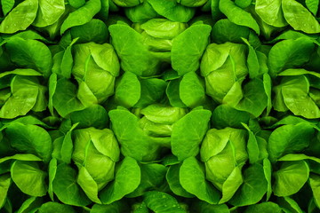 Fototapeta na wymiar Green leaves. Green leaves background texture. Creative layout made of green leaves.