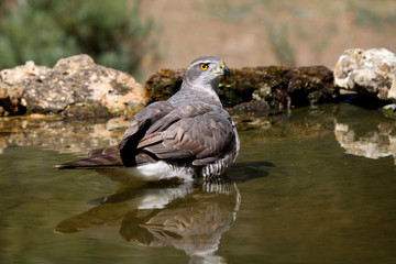 Tree years old female of Northern goshawk, Accipiter gentilis