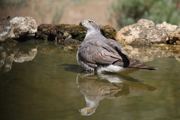 Northern goshawk. Accipiter gentilis