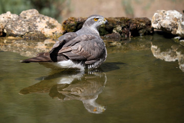 Tree years old female of Northern goshawk, Accipiter gentilis