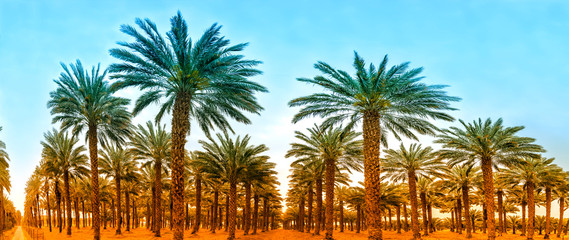 Panorama with plantation of date palms. Image depicts an advanced desert agriculture industry in the Middle East, Image toned for inspiration of retro style