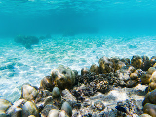 Obraz na płótnie Canvas underwater marine life on coral reefs