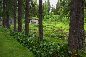 SOLOVKI, REPUBLIC OF KARELIA, RUSSIA - JUNE 27, 2018:  In the Botanical garden of the Solovetsky Islands. Solovki Islands, Arkhangelsk region, White Sea © Konstantin