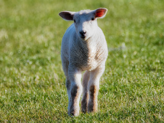 Lamm am Deich