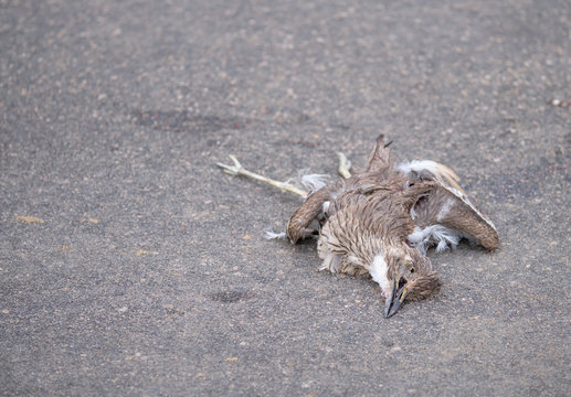 Bird roadkill on paved road.  Body is dislocated, but fully present