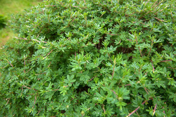 Bush Kuril tea fine-leaved (Dasiphora Parvifolia)