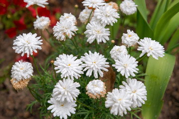 Small white flowers grow on the ground