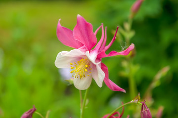 Beautiful flower bud Aquilegia (catchment)
