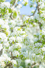 Spring blossom background. Beautiful nature scene with blooming tree and sun flare. Sunny day. Spring flowers. Beautiful Orchard. Abstract blurred background. Springtime