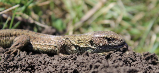 wild little green lizard in nature