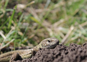 wild little green lizard in nature