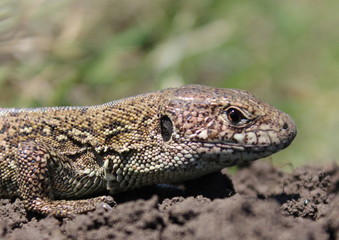 wild little green lizard in nature