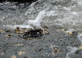 crab on the beach