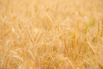 Fototapeta premium Selective focus close up shot of beautiful organic golden wheat in wheat field with blurred rural scenery wheat field under shining sunlight at sunset background