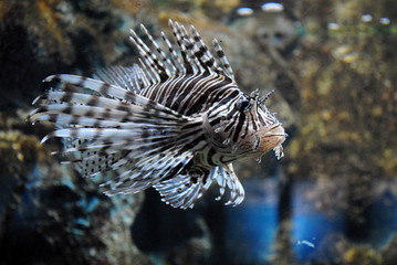 lionfish in aquarium