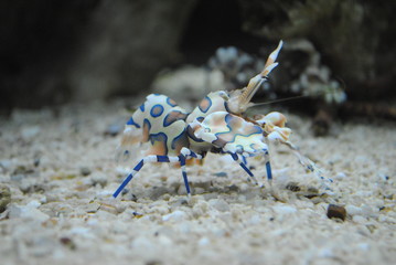 a shrimp in an acquarium