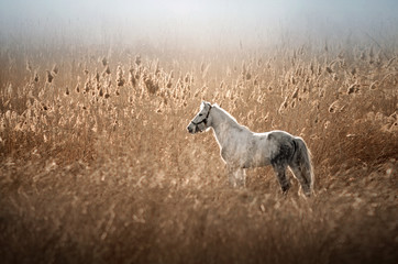 beautiful horse grace walk in the morning fields