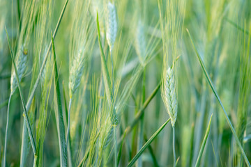 Selective focus close up shot of beautiful organic green barley in barley field with blurred scenery barley under shining sunlight at sunset background