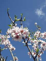 Mandelblüte, Frühling, Blüte