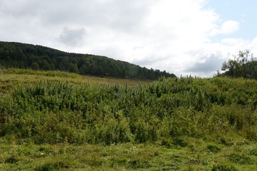 Cannabis bushes in Western Siberia. Russia