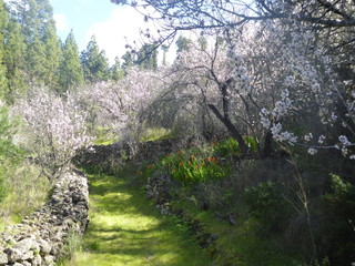Frühling, Mandelblüte, Blüten