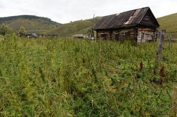 Fototapeta na wymiar Cannabis bushes in Western Siberia. Russia