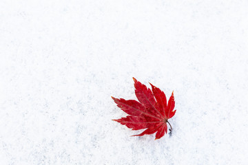 red leaf dry on the snow winter season in korea