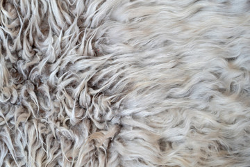 Animal hair worsted wool with brush and comb. combed and not. the process of combing the hair with special comb and brush, with free text space