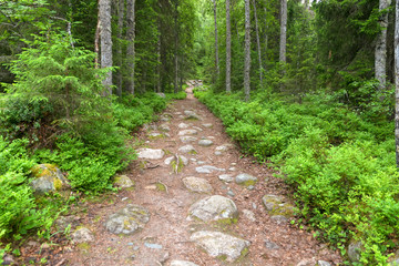 Rocky country road through the forest