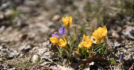Purple and yellow crocus flowers in spring garden