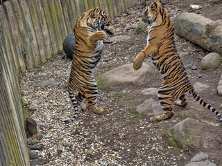 Sumatran Tiger, Panthera tigris sumatrae, young females practice fights