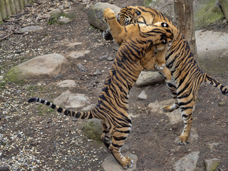 Fototapeta na wymiar Sumatran Tiger, Panthera tigris sumatrae, young females practice fights