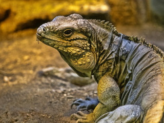 Cuban Ground Iguana, Cyclura nubila, lives only in Cuba