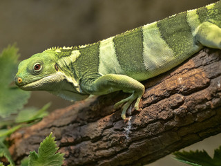 Fiji banded iguana, Brachylophus fasciatus, rare iguana from Fiji