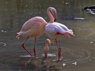 Rosy Flamingo, Phoenicopterus ruber roseus, is attempting to mate