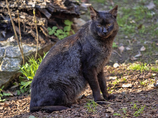 Jungle cat, Felis chaus, rare melanic form