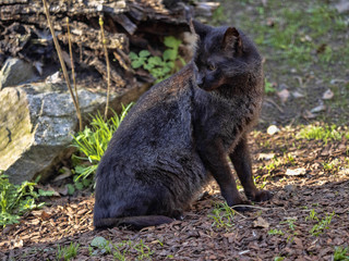 Jungle cat, Felis chaus, rare melanic form
