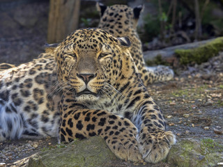 Fototapeta na wymiar Persian Leopard, Panthera pardus saxicolor, resting male lying on the ground
